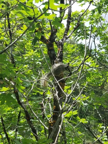 Cliff Chipmunk