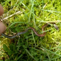 Common Sharp-tailed Snake thumbnail 2