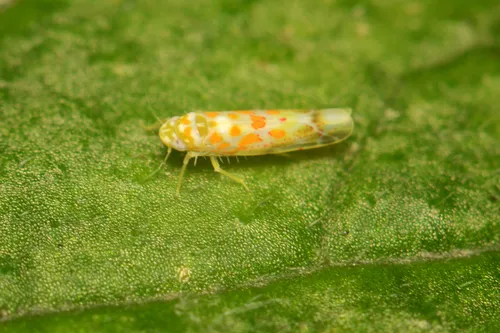 Dikrella maculata