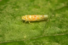 Dikrella maculata thumbnail 1
