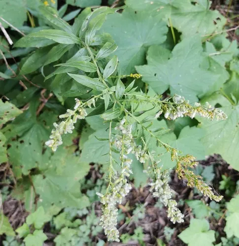 Downy Flower Gall Midge