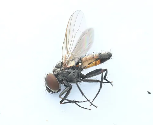 Lesser House Fly