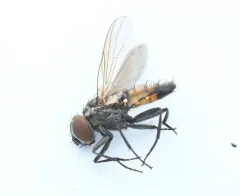 Lesser House Fly thumbnail 1