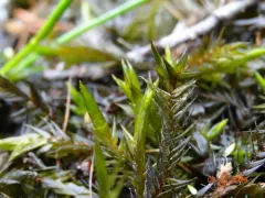 New Mexican fontinalis moss thumbnail 4