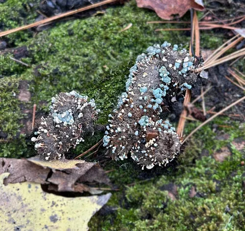 Penicillium vulpinum