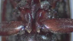 Serropalpus coxalis thumbnail 3