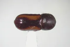 Trypodendron retusum thumbnail 3