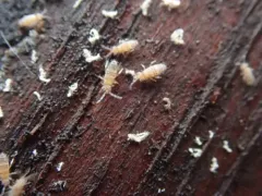 Entomobrya assuta thumbnail 1
