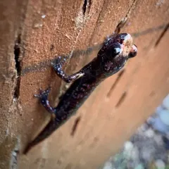 Clouded Salamander thumbnail 4