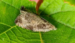 Olethreutes mediopartitum thumbnail 2