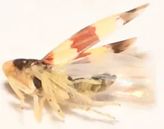 Erythroneura bistrata thumbnail 4
