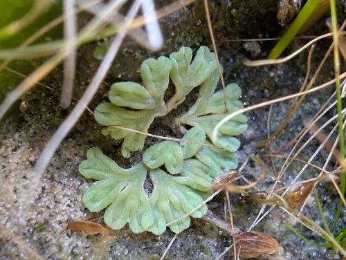 Lizard Crystalwort
