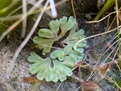 Lizard Crystalwort thumbnail 1