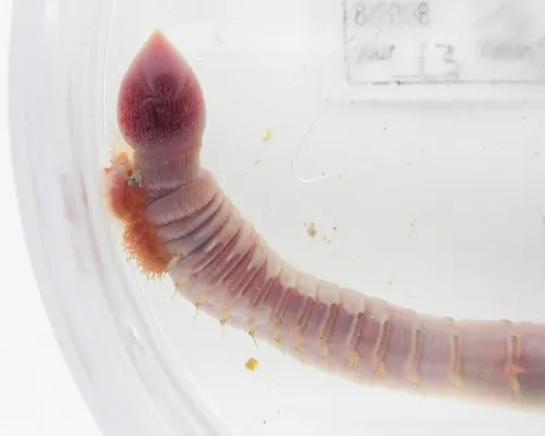 Artacama proboscidea