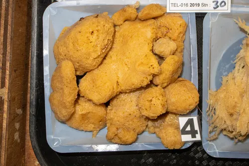 Lissodendoryx indistincta