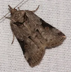 Grey Midget Moth thumbnail 2
