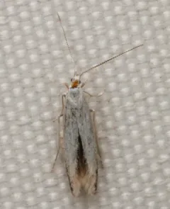 Speckled Argyresthia Moth thumbnail 2