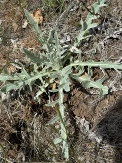 ashland thistle thumbnail 3