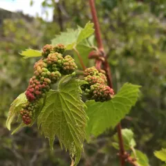 riverbank grape thumbnail 5