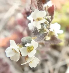 Hoary Whitlowgrass thumbnail 2