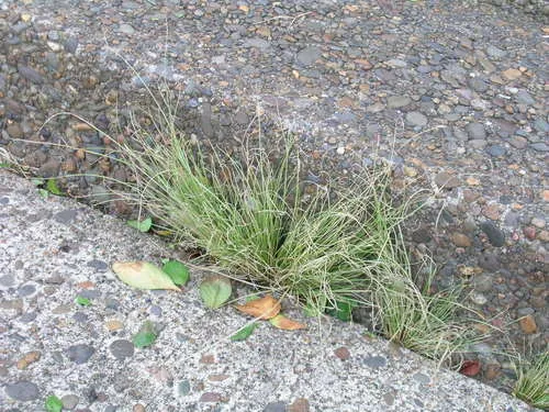 New Zealand hair-sedge