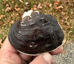 Rock-pocketbook thumbnail 2
