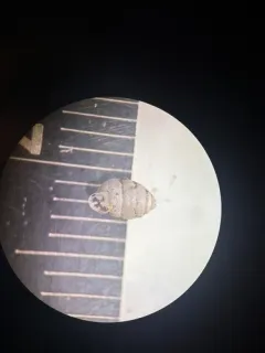 Armed Snaggletooth thumbnail 2