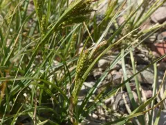Oregon sedge thumbnail 2