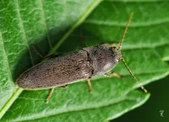 Melanotus similis thumbnail 2