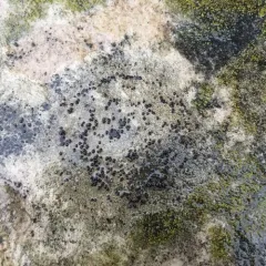 Frosted Grain-spored Lichen thumbnail 4