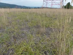 Japanese sedge thumbnail 4