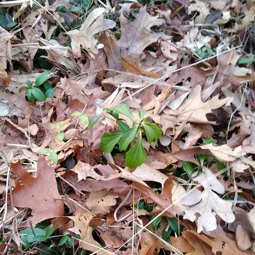 Japanese pachysandra