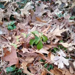 Japanese pachysandra thumbnail 1
