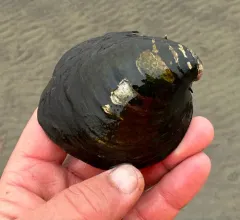 Ebonyshell thumbnail 1