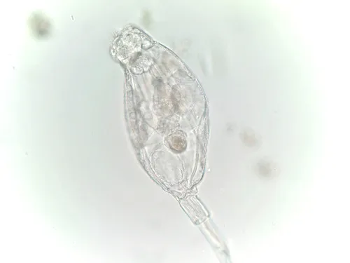 Beauchampiella eudactylota
