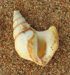 American pelicanfoot thumbnail 4