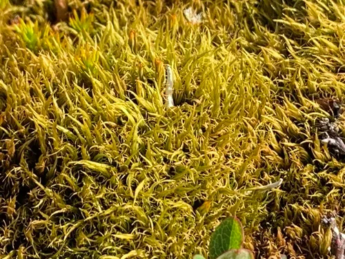 Broom-moss