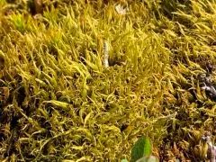 Broom-moss thumbnail 1