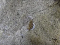 Orchesella celsa thumbnail 1