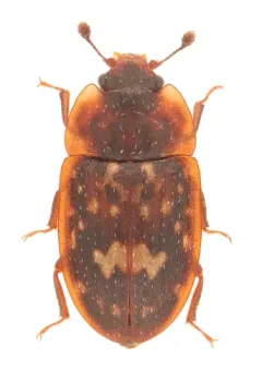 Soronia guttulata thumbnail 3