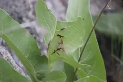Puccinia balsamorhizae thumbnail 2