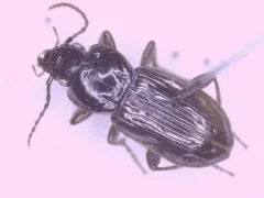 Pterostichus pensylvanicus thumbnail 3