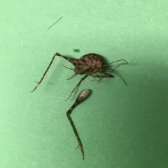 Greenhouse Camel Cricket thumbnail 4