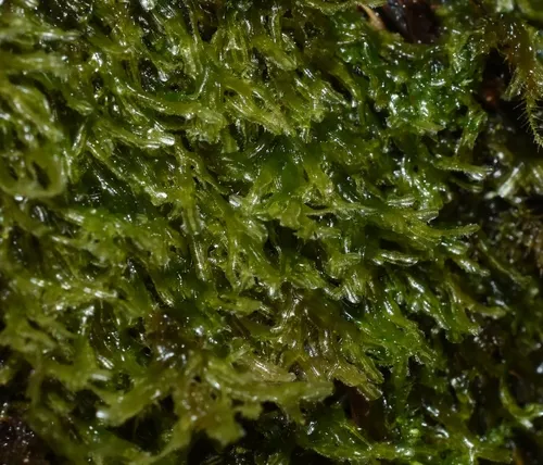 Rock Veilwort
