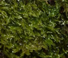 Rock Veilwort thumbnail 1