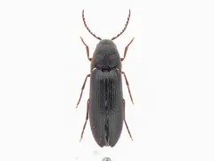 Onichodon canadensis thumbnail 2