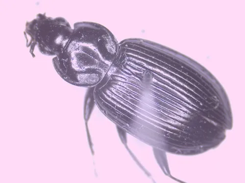 Agonum fidele
