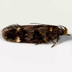 Chionodes formosella thumbnail 1