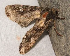 Scripted Arches Moth thumbnail 2