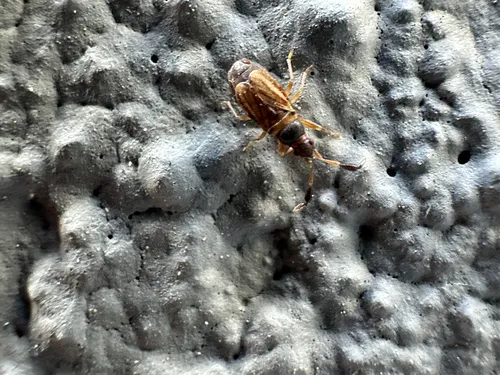 Clubbed Seed Bug
